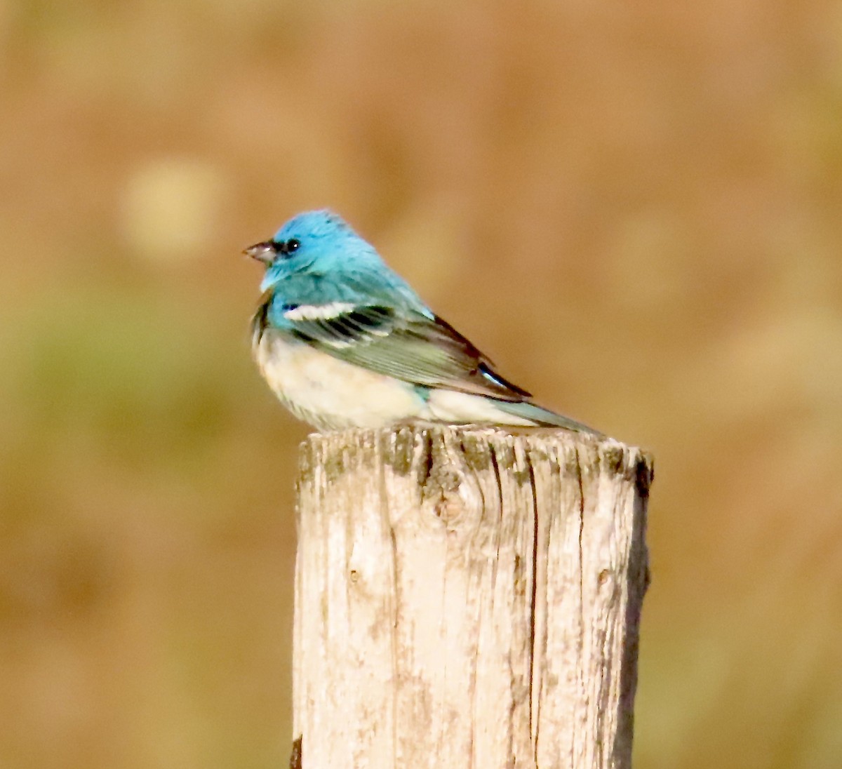 Lazuli Bunting - ML637683176