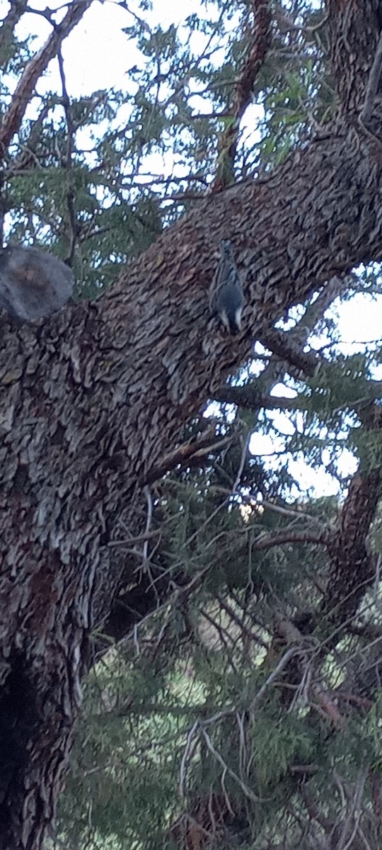 White-breasted Nuthatch (Interior West) - ML637683177