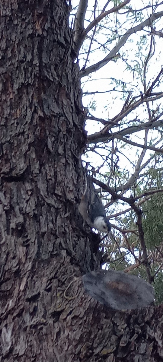 White-breasted Nuthatch (Interior West) - ML637683178