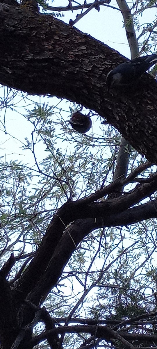 White-breasted Nuthatch (Interior West) - ML637683179