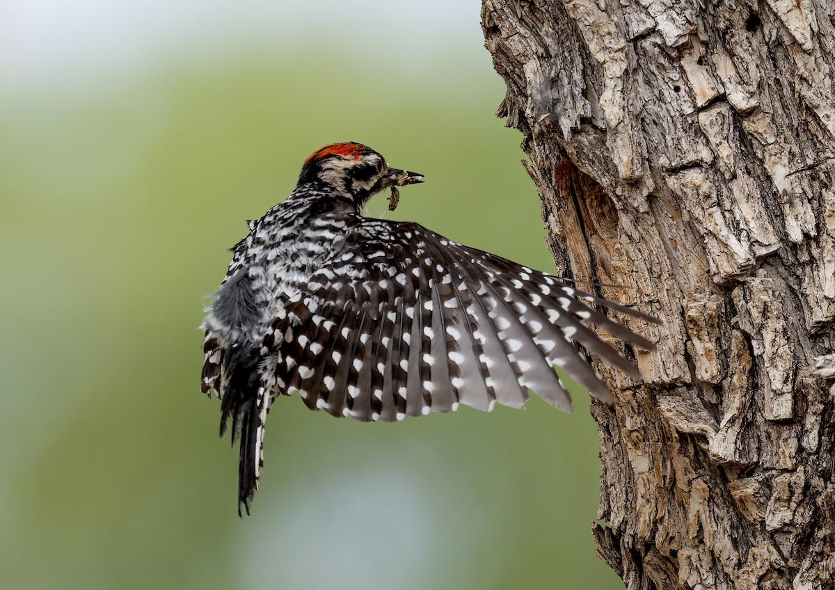 Ladder-backed Woodpecker - ML637683180