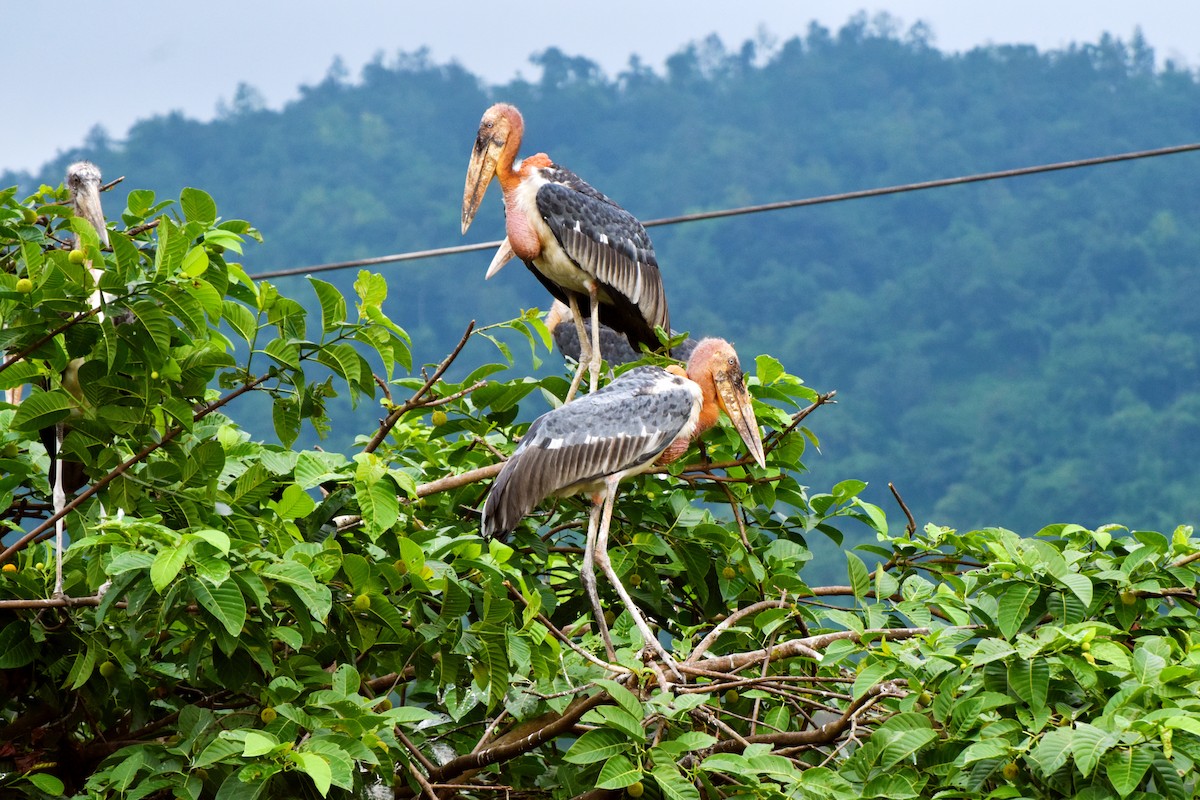 Greater Adjutant - ML637683189