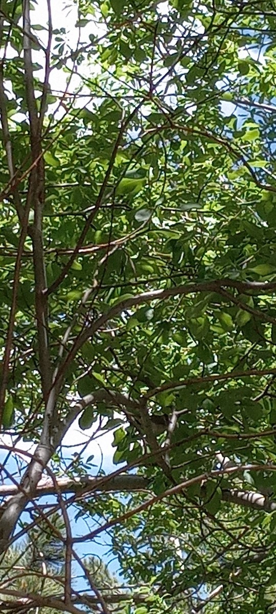 Red-faced Warbler - ML637683200