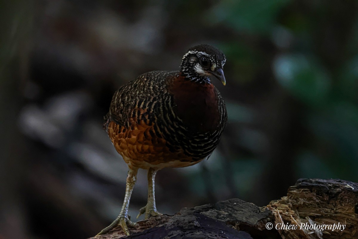 Sabah Partridge - ML637683202