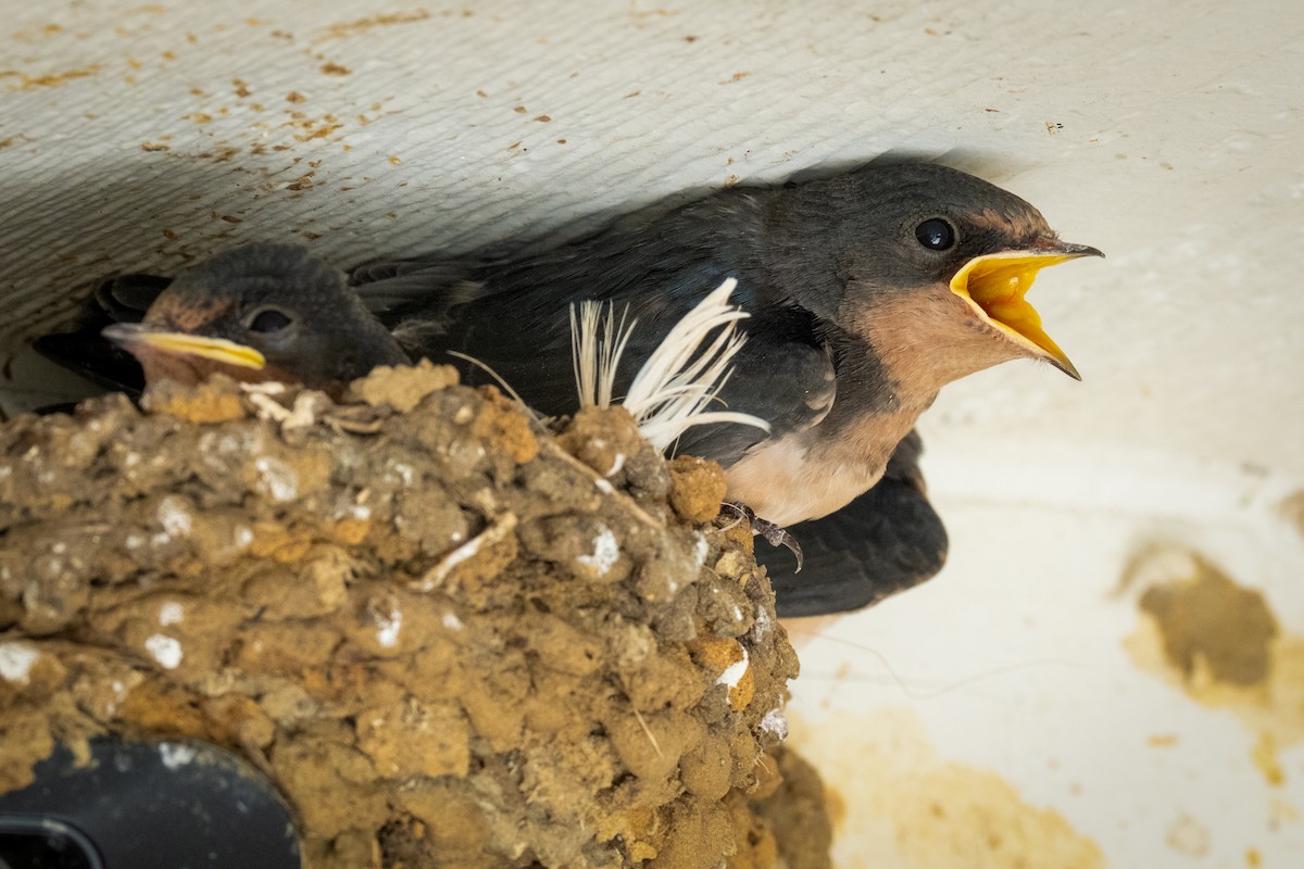 Barn Swallow - ML637683204
