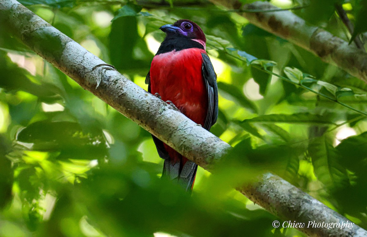 Diard's Trogon - ML637683211
