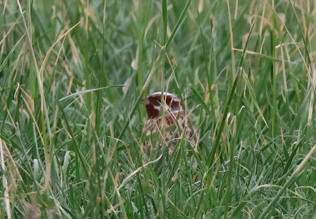 Pine Bunting - ML637683212