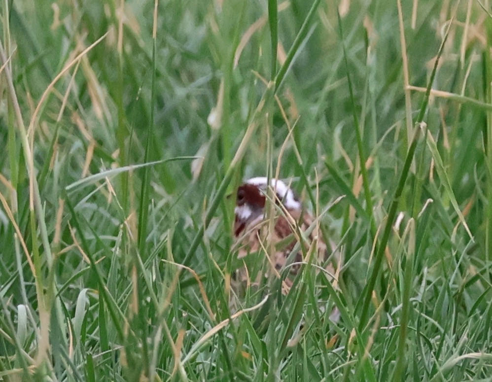 Pine Bunting - ML637683213