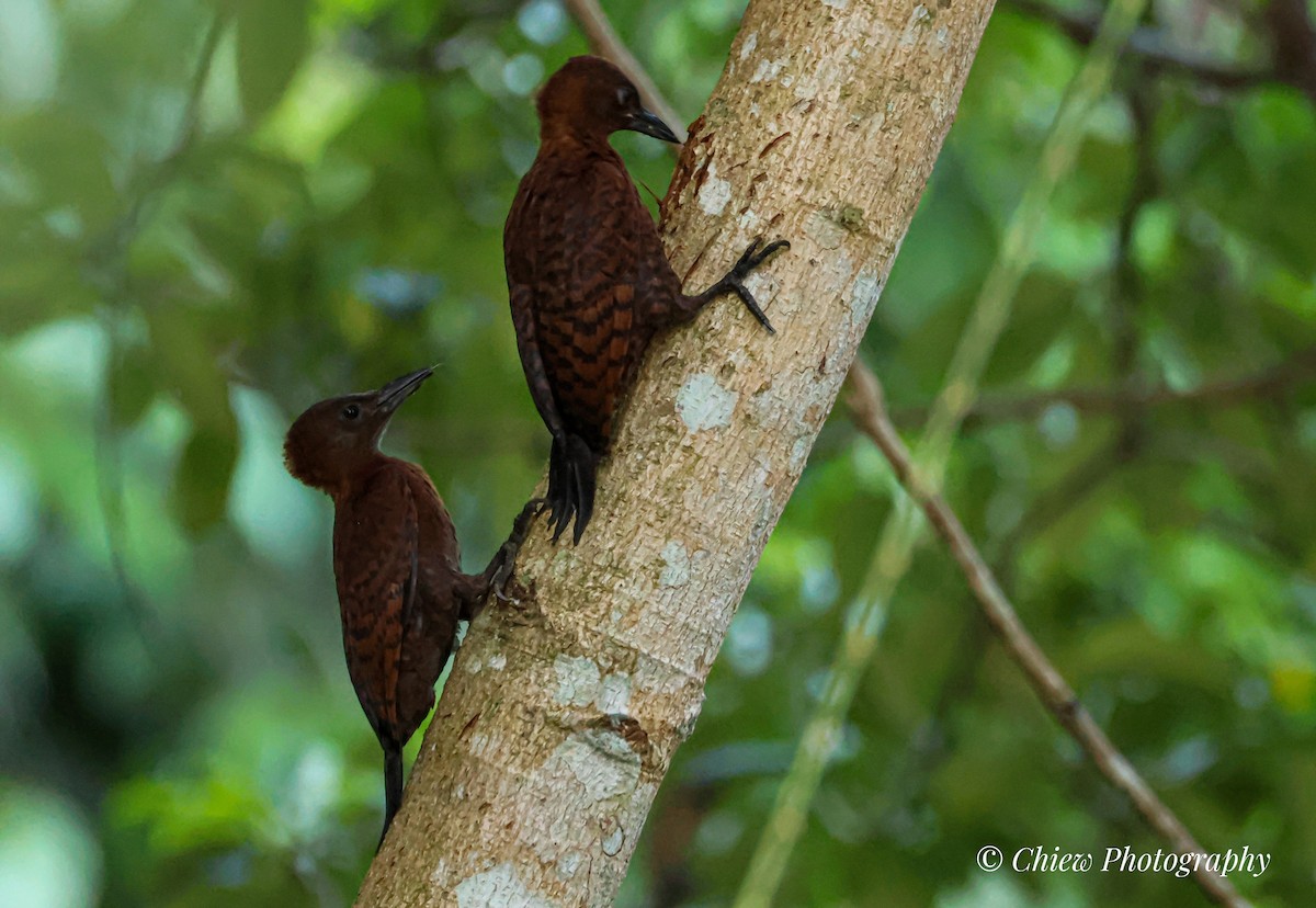 Rufous Woodpecker - ML637683214