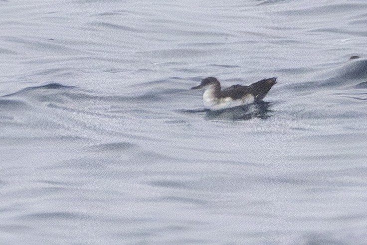 Black-vented Shearwater - ML637683236