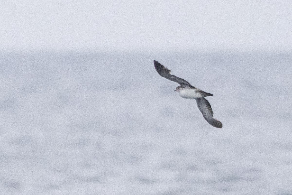 Black-vented Shearwater - ML637683238