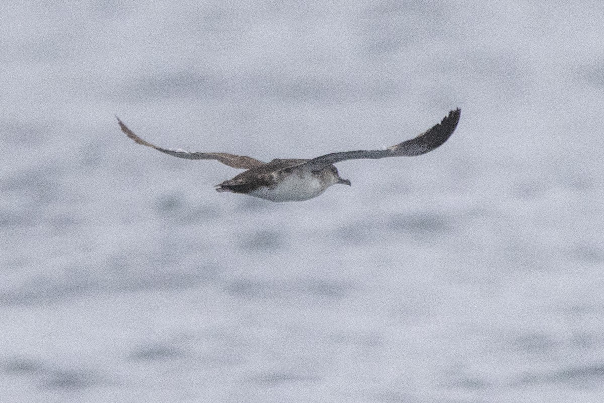 Black-vented Shearwater - ML637683239