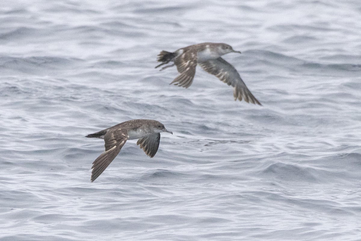 Black-vented Shearwater - ML637683240