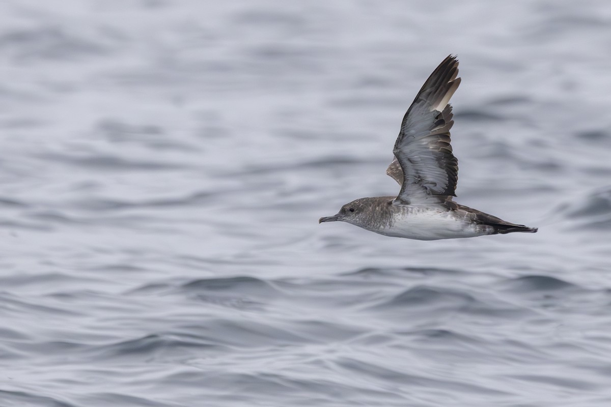 Black-vented Shearwater - ML637683241
