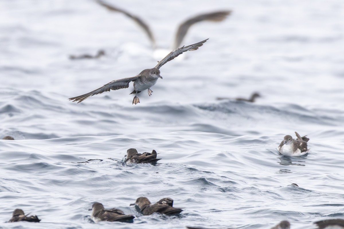 Black-vented Shearwater - ML637683242