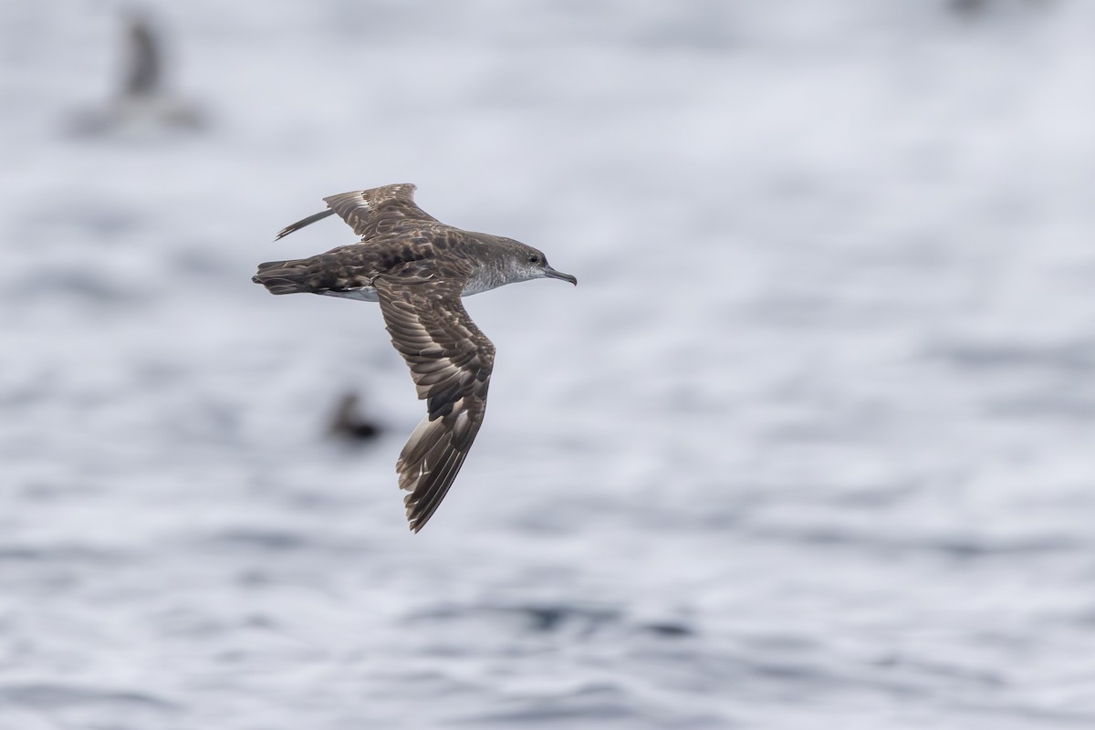 Black-vented Shearwater - ML637683243