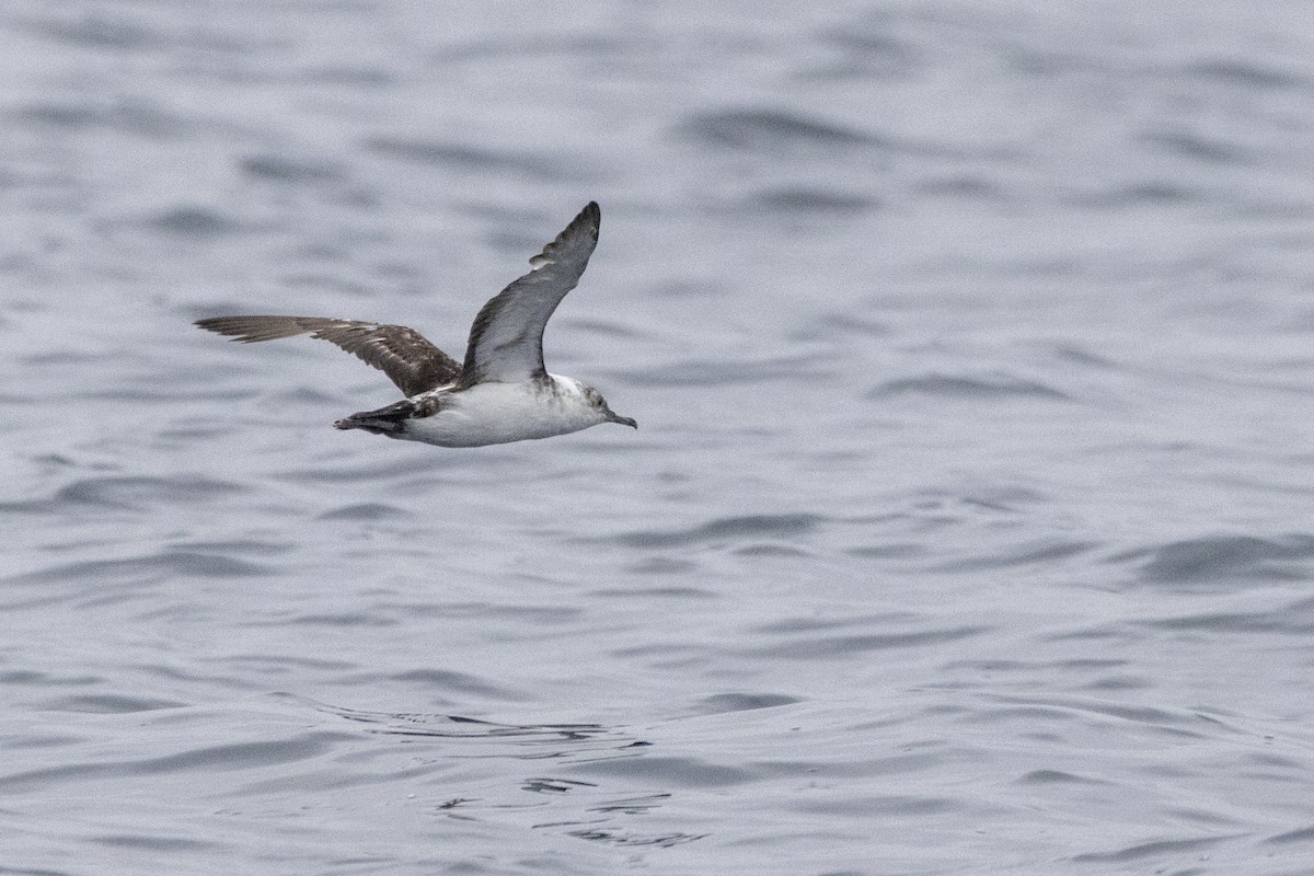Black-vented Shearwater - ML637683244