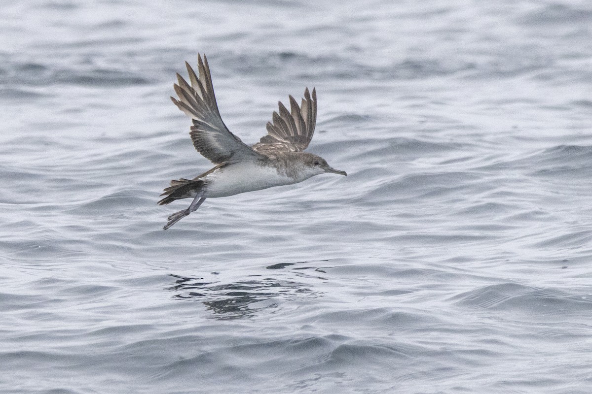 Black-vented Shearwater - ML637683246