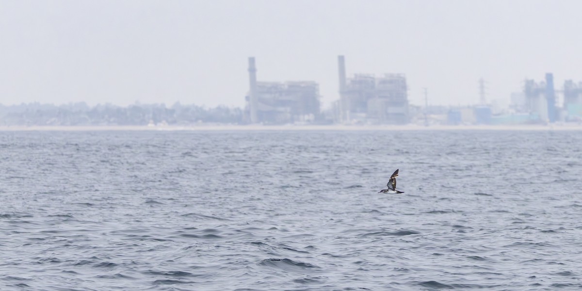 Black-vented Shearwater - ML637683248