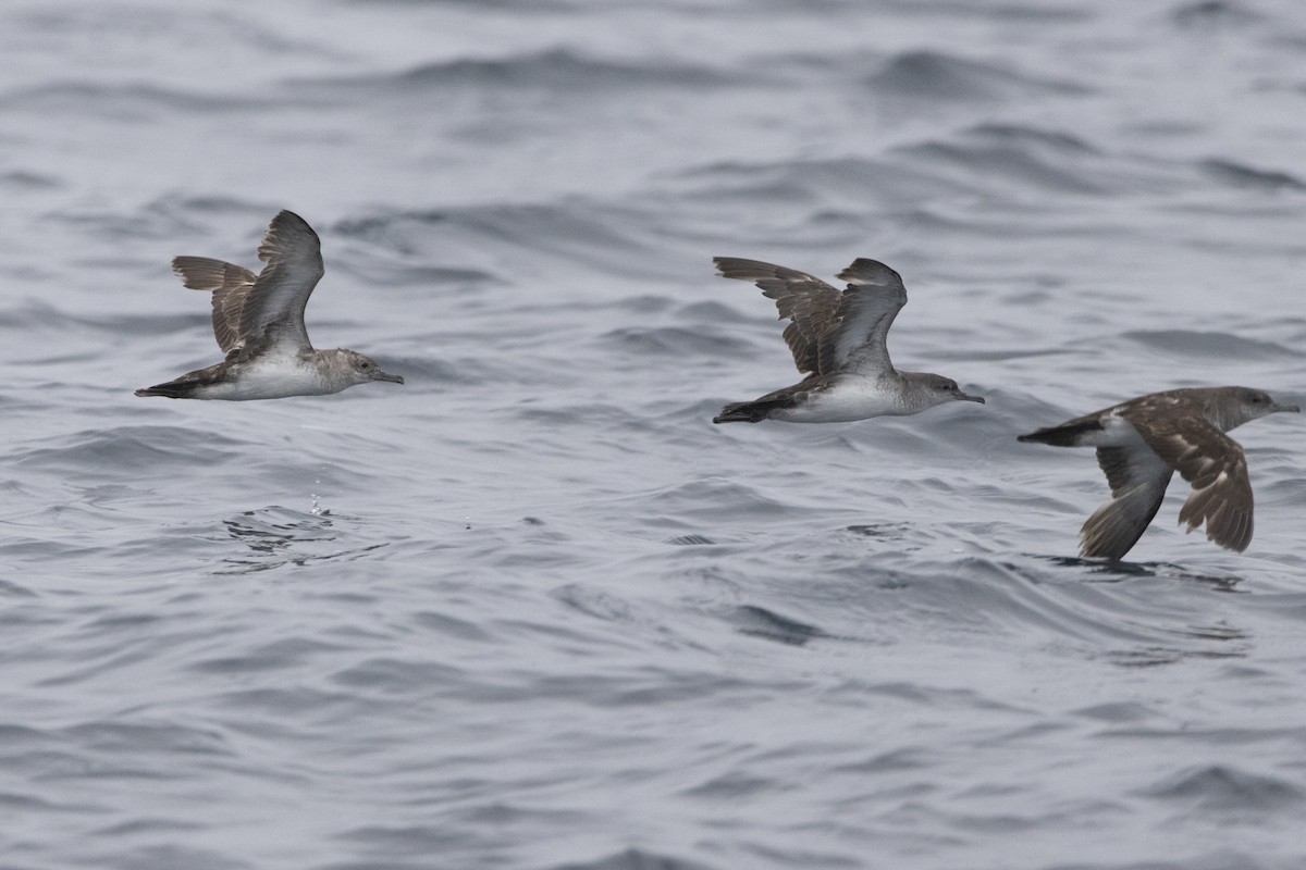 Black-vented Shearwater - ML637683249