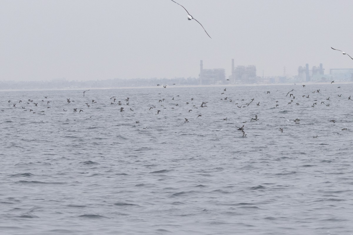 Black-vented Shearwater - ML637683251