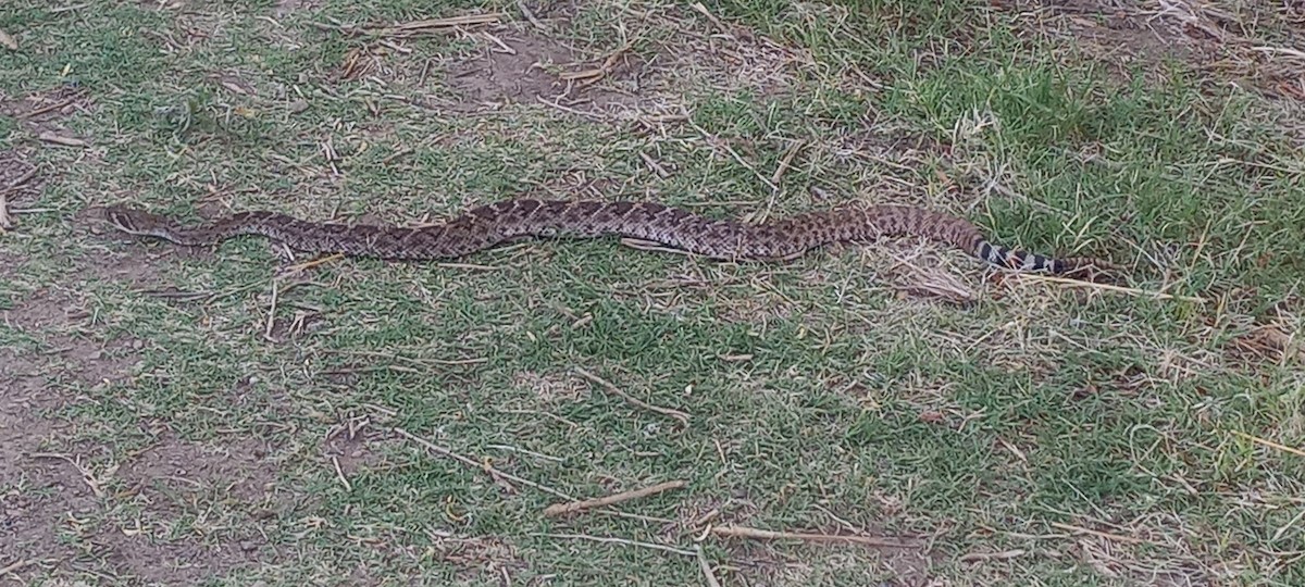 Animals - ML637683252