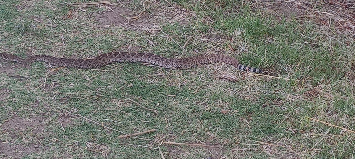 Animals - ML637683253