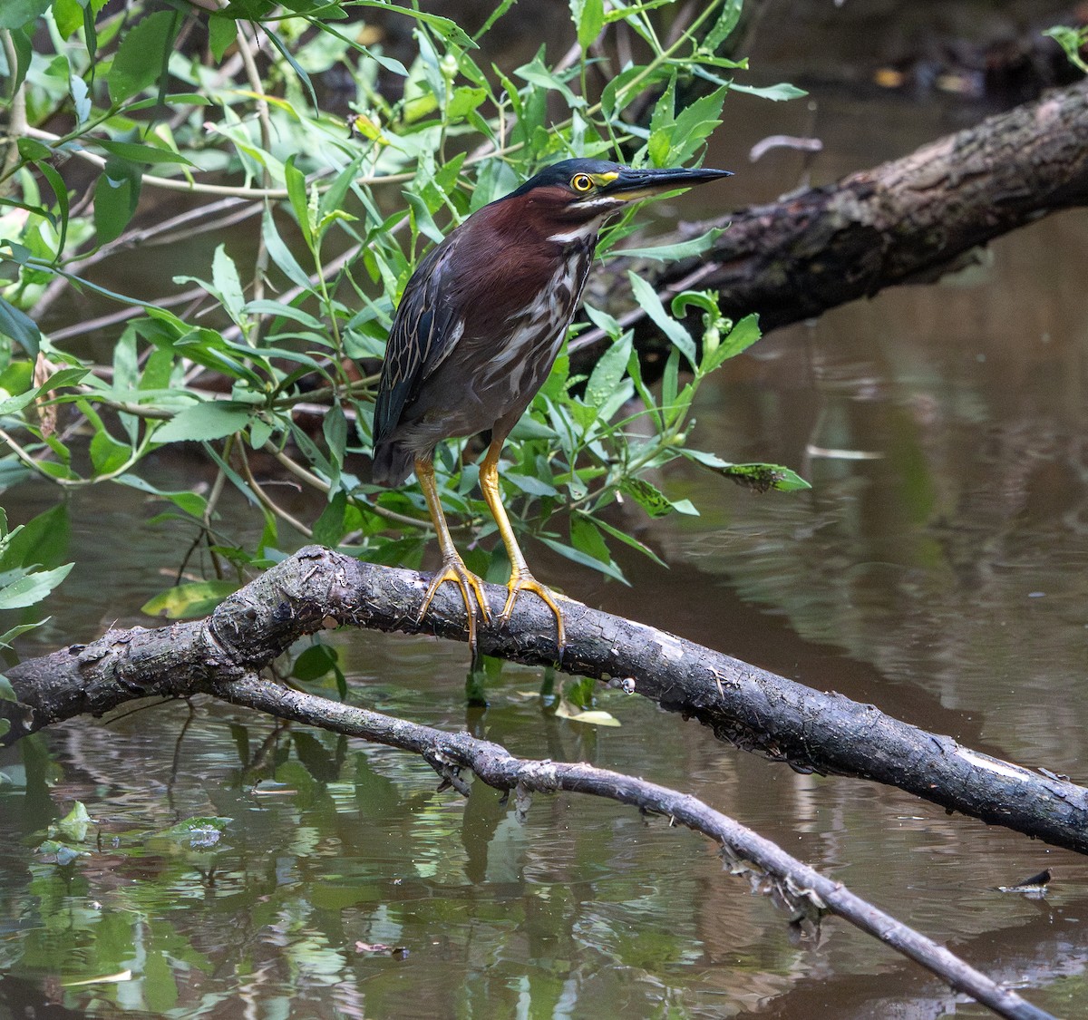 Green Heron - ML637683255