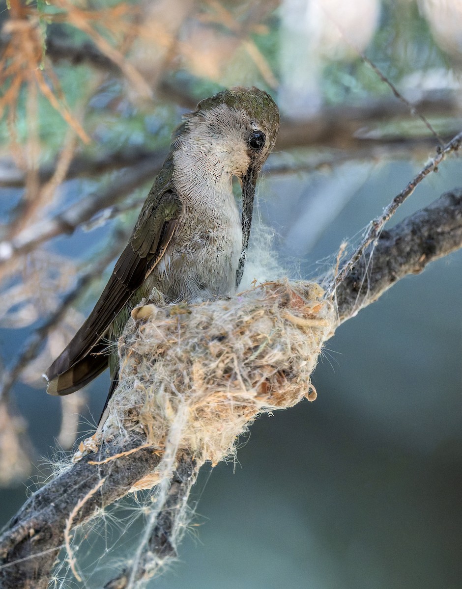 Black-chinned Hummingbird - ML637683264