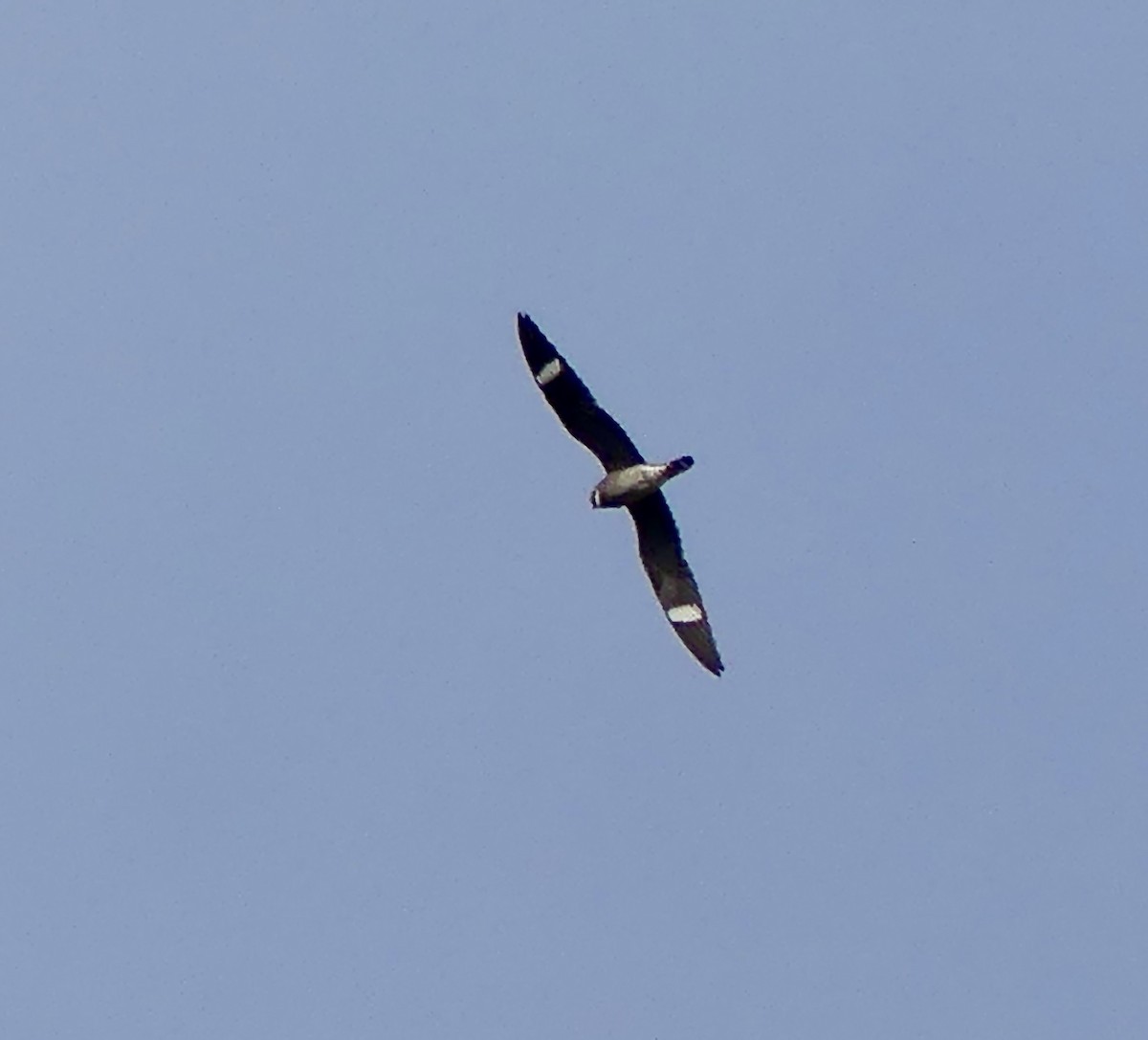 lelek sokolí - ML637683266