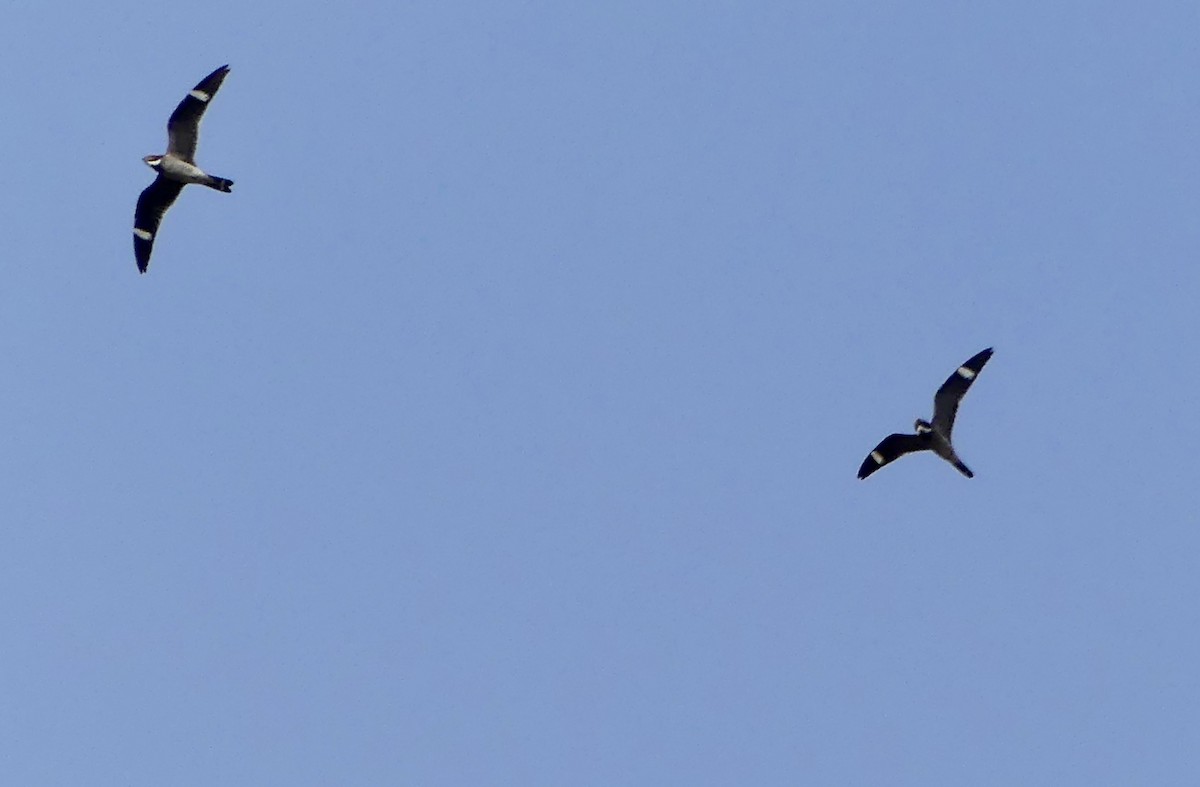 lelek sokolí - ML637683267