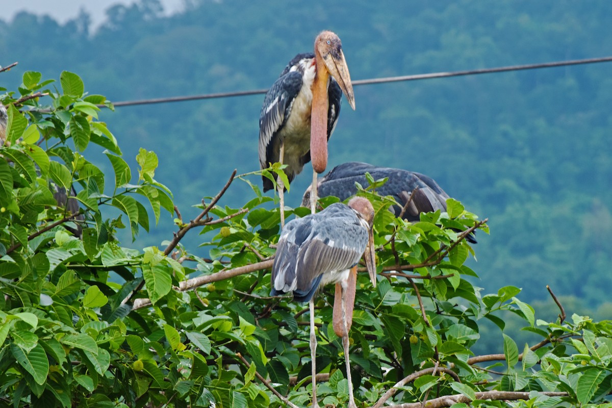 Greater Adjutant - ML637683271