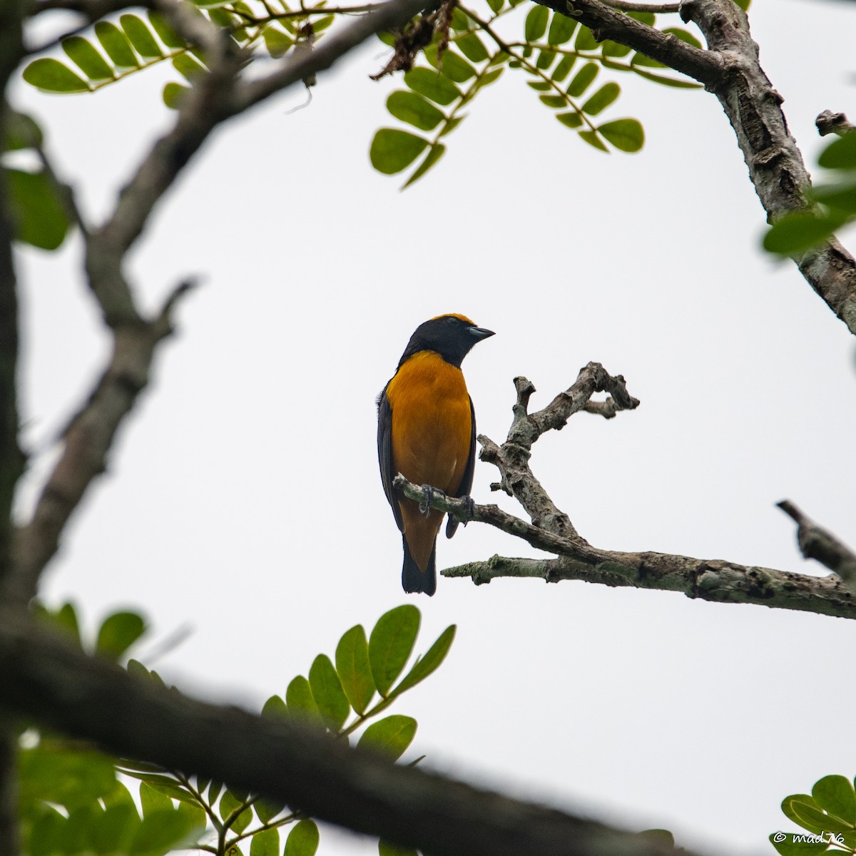 Orange-crowned Euphonia - ML637683273