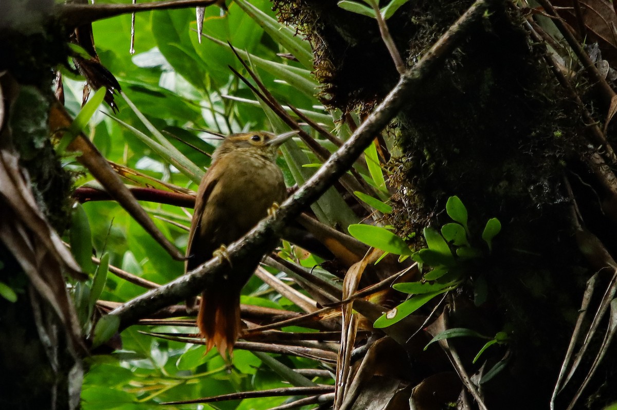Scaly-throated Foliage-gleaner - ML637683280