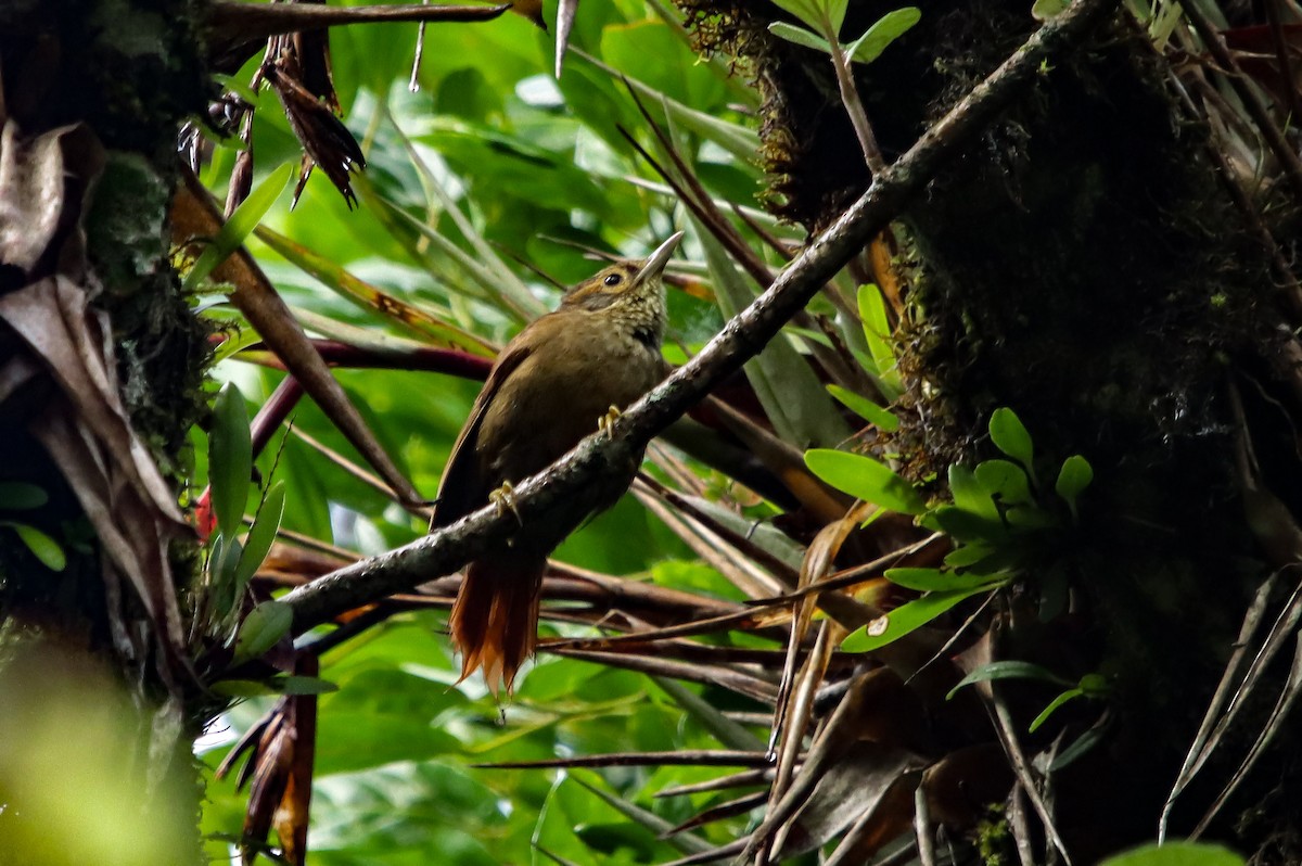 Scaly-throated Foliage-gleaner - ML637683281