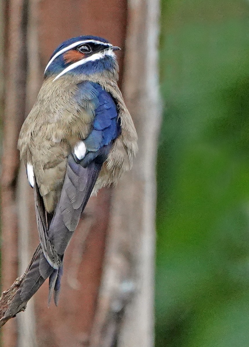 Whiskered Treeswift - ML637683355