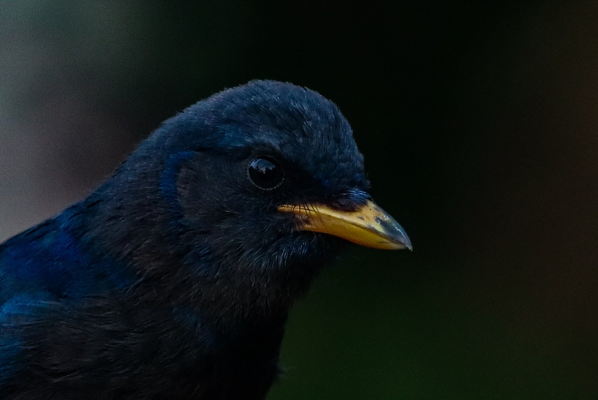 Unicolored Jay - ML637683379