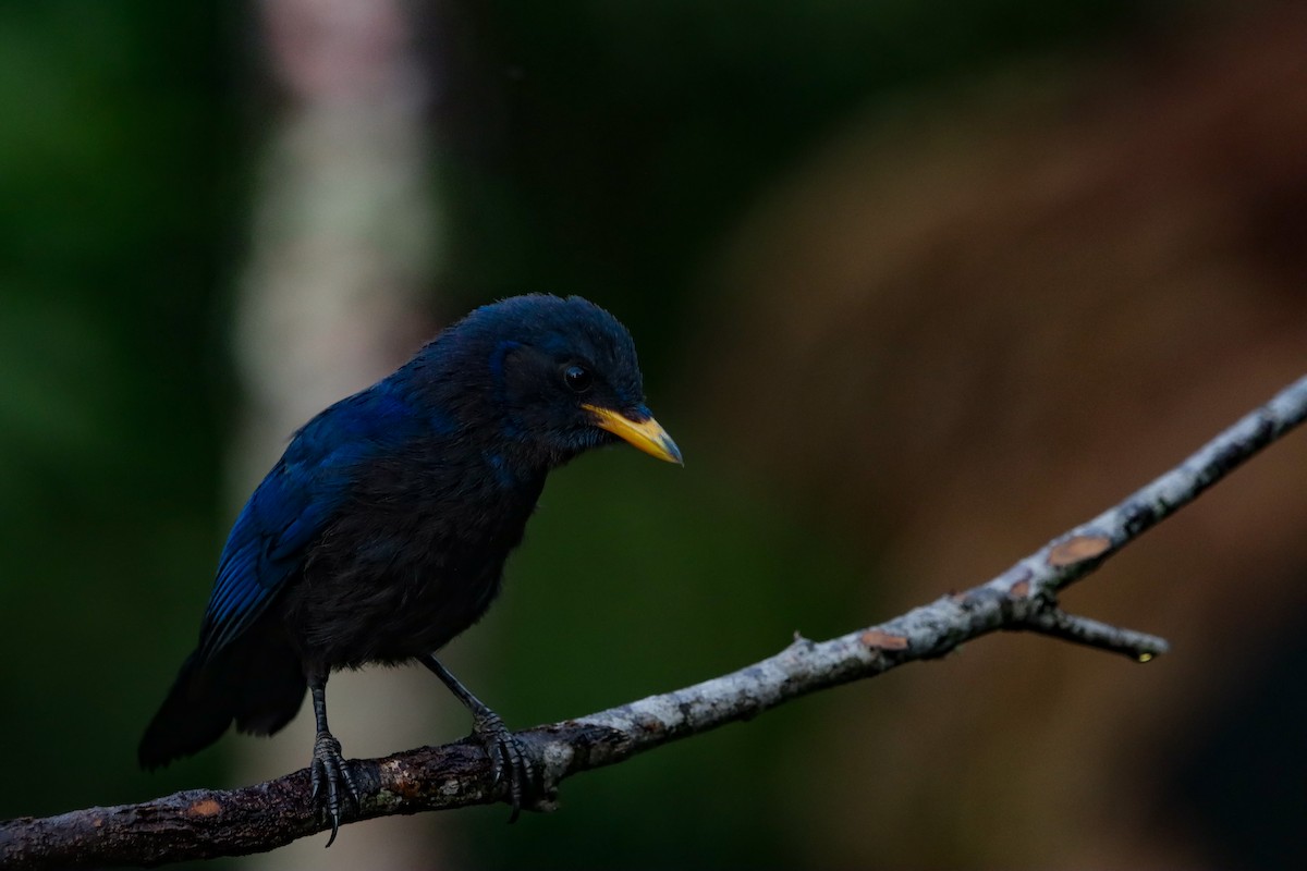 Unicolored Jay - ML637683381