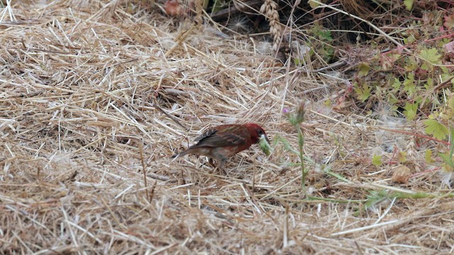 Purple Finch (Western) - ML637683401