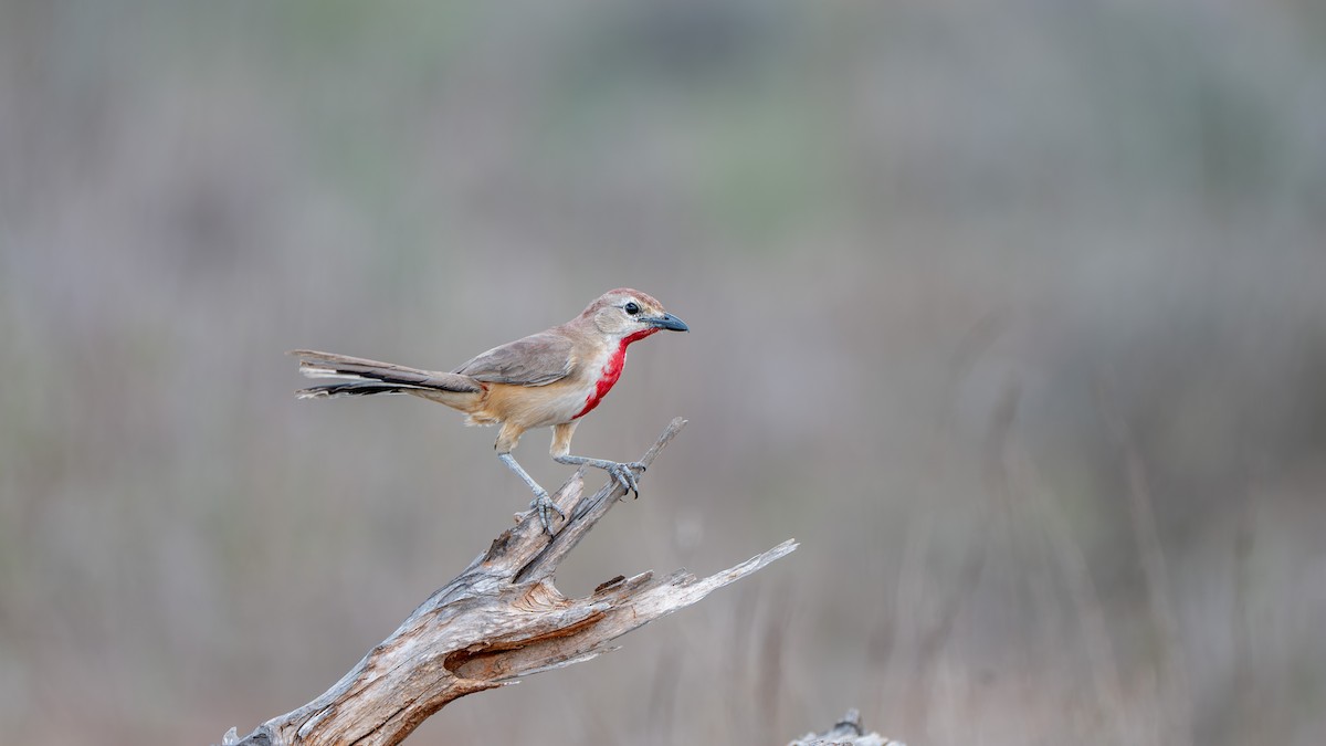 Rosy-patched Bushshrike - ML637683427