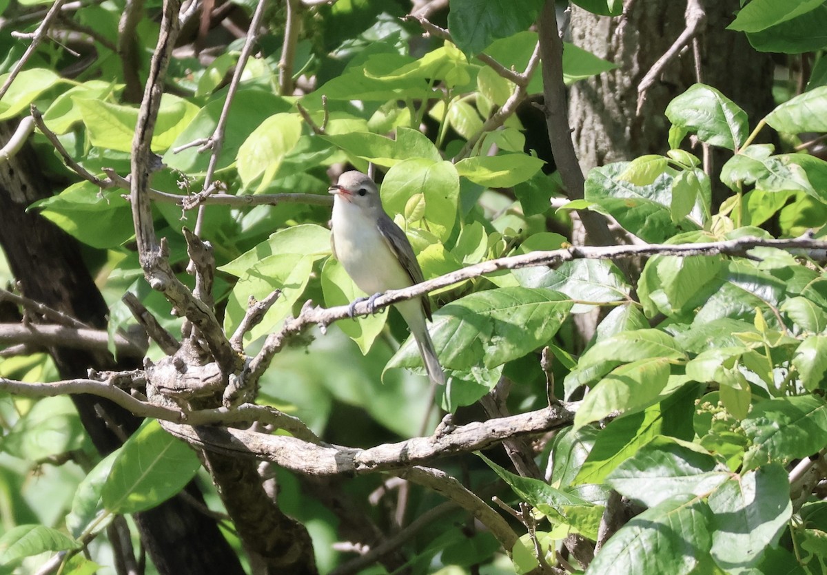 Warbling Vireo - ML637683436