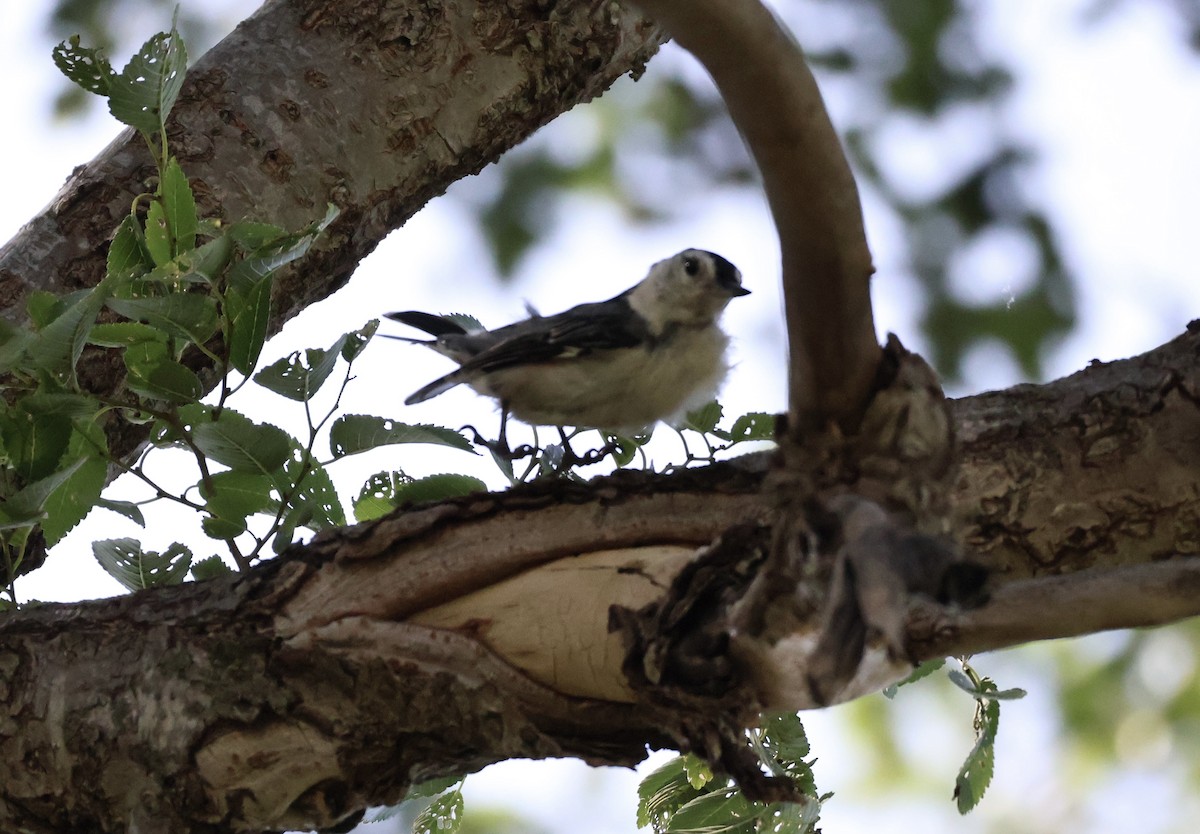 White-breasted Nuthatch (Eastern) - ML637683444