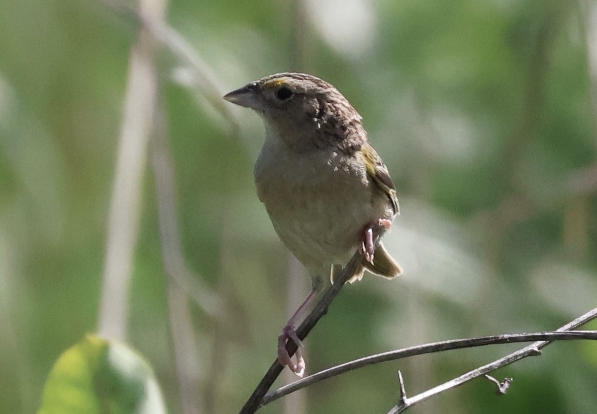 Grasshopper Sparrow - ML637683452