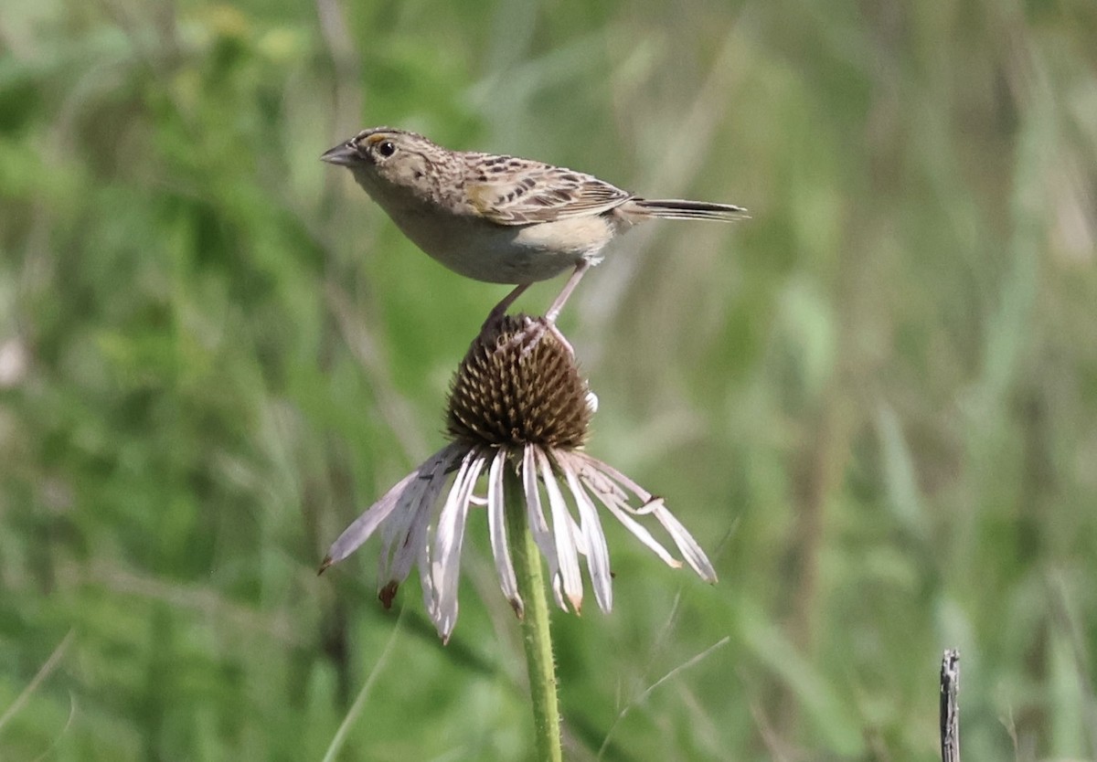 Grasshopper Sparrow - ML637683453