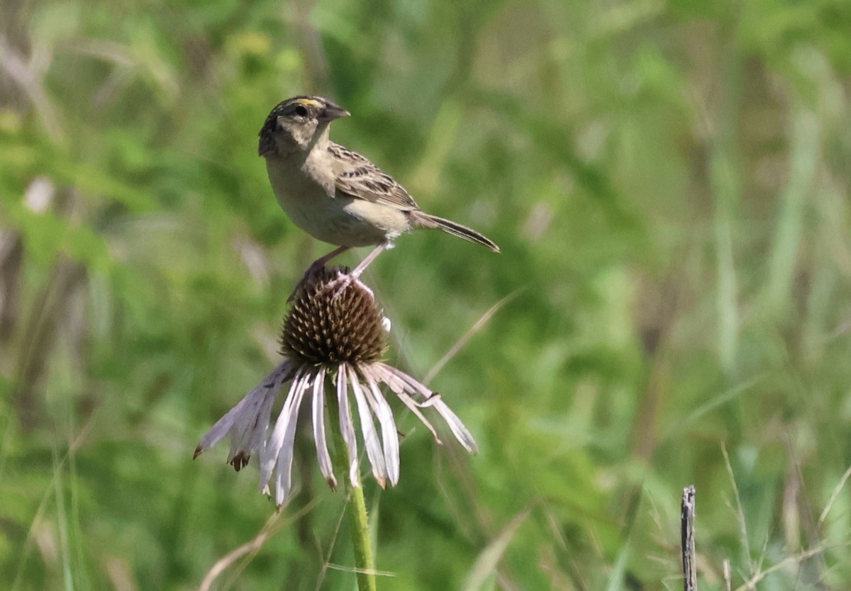 Grasshopper Sparrow - ML637683454