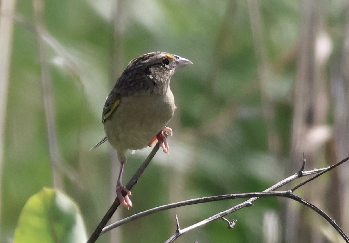 Grasshopper Sparrow - ML637683455