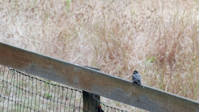 Nuttall's Woodpecker - ML637683463