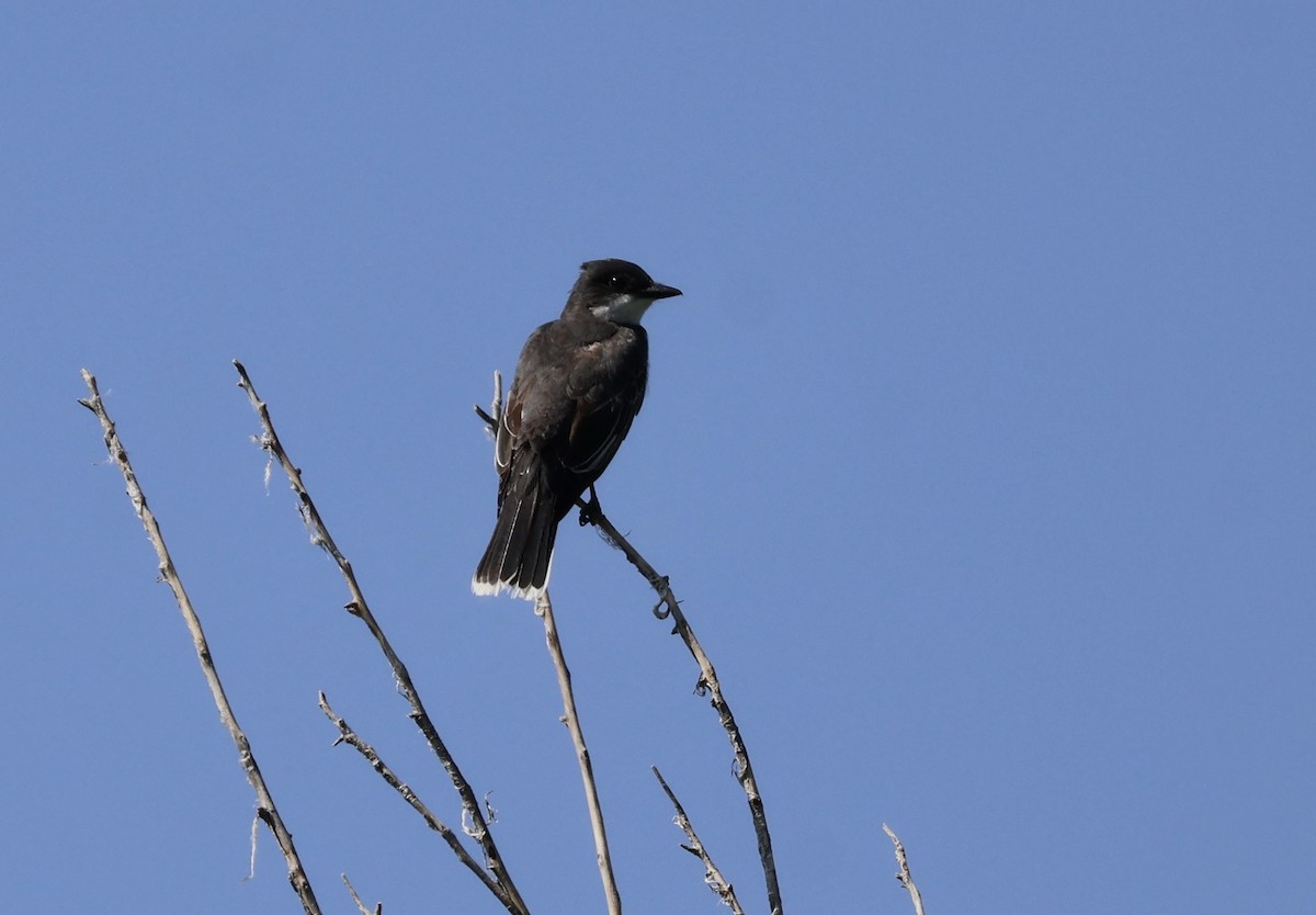 Eastern Kingbird - ML637683467