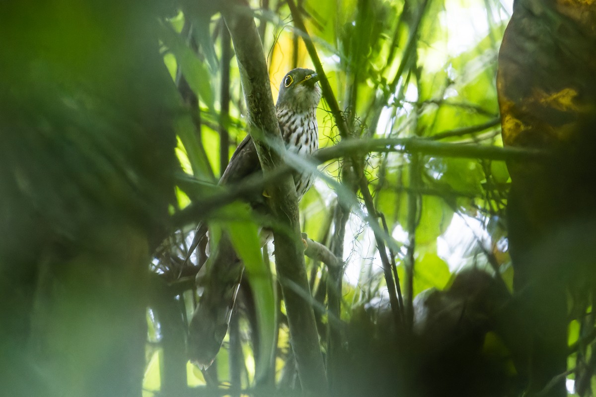 Malaysian Hawk-Cuckoo - ML637683471
