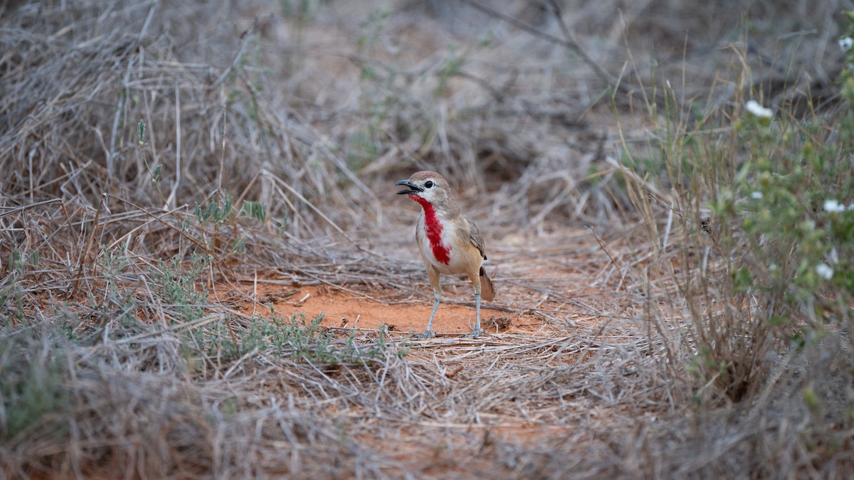 Rosy-patched Bushshrike - ML637683472